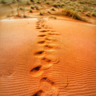foot prints on desert during daytime